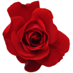 Knights of Rose