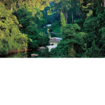 Save the Rainforest!!
