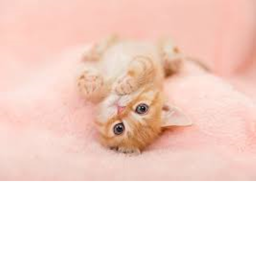 Cute