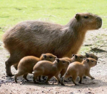 Capybara Salon