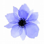 nell_dillon1