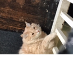 My pet cat