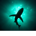 shonky_shARks
