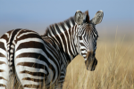 we are the cool zebras