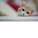 Kitten?