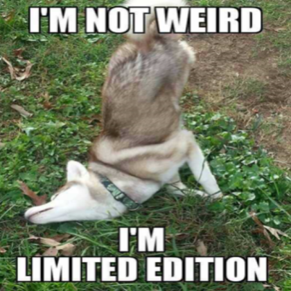 dog meme Roblox decal