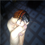 The Cockroach Club