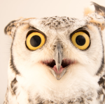 Owl Forge