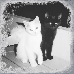 🐈‍⬛🪽?
