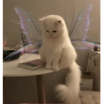 Catty sqaud