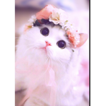 Catdomof