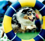 Robloxan Dog Agility