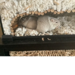 Remy and Emile