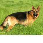 berger allemand