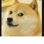 Pro gamer dog and doge squad