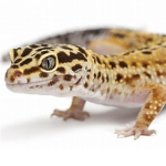 GECKO GANG!