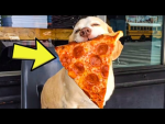 Pizza Puppies