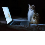 Cats or dogs or both choose one