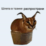 Шлёпа Привет