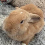 Hello Radish Group Thumbnail