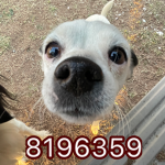 Cutie the dog