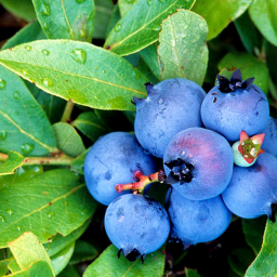 Das blueberry museum