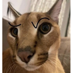 ChillAndMeow