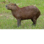 Capibara_xD123 Studios