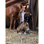 We love horses no matter what