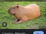 Capybara‘s cool
