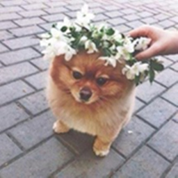 Pomeranian Obby