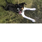 Rip my dog spark