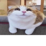 wowzawoah