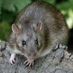 Ratata group