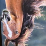 Horsy group