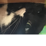 Cat club for baggal kittens