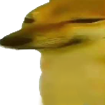 Dorime