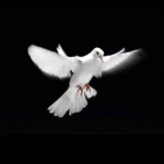WhiteBird