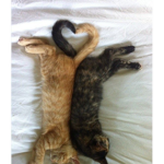 Meaw group