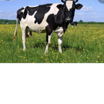 Cow <3