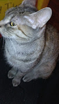 Blewy