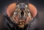 The-Flies