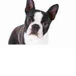 Curseddog