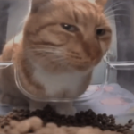 cat weirded pfp