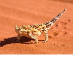 Dune'Clan
