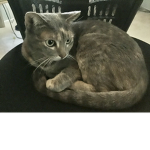 Jess’s Cat Cult