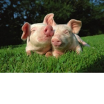 Pig Squad :P