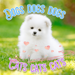 Dogs dogs dogs cats cats cats