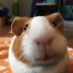 Hamsters hamster
