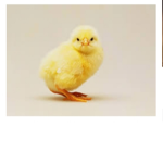 SAMANTHA_SQUAD